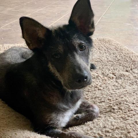 Benny, an adoptable Shepherd in Dallas, TX, 75201 | Photo Image 2