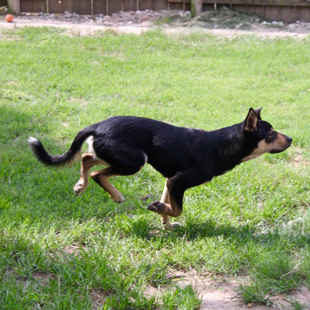 Benny, an adoptable Shepherd in Dallas, TX, 75201 | Photo Image 3