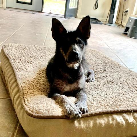 Benny, an adoptable Shepherd in Dallas, TX, 75201 | Photo Image 4