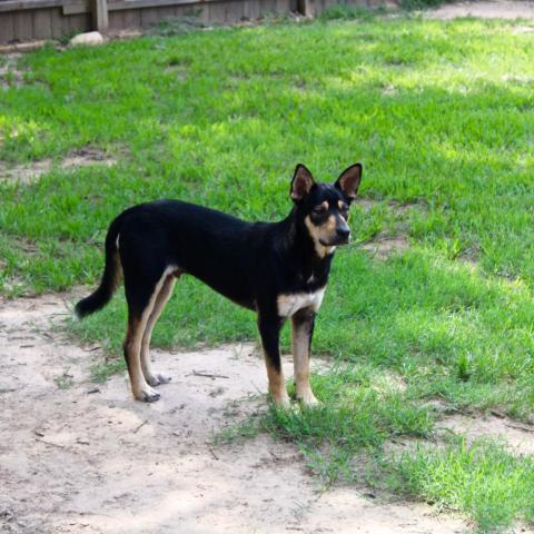 Benny, an adoptable Shepherd in Dallas, TX, 75201 | Photo Image 5