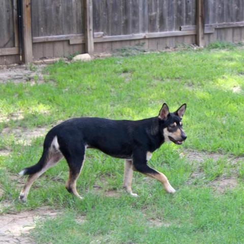 Benny, an adoptable Shepherd in Dallas, TX, 75201 | Photo Image 6