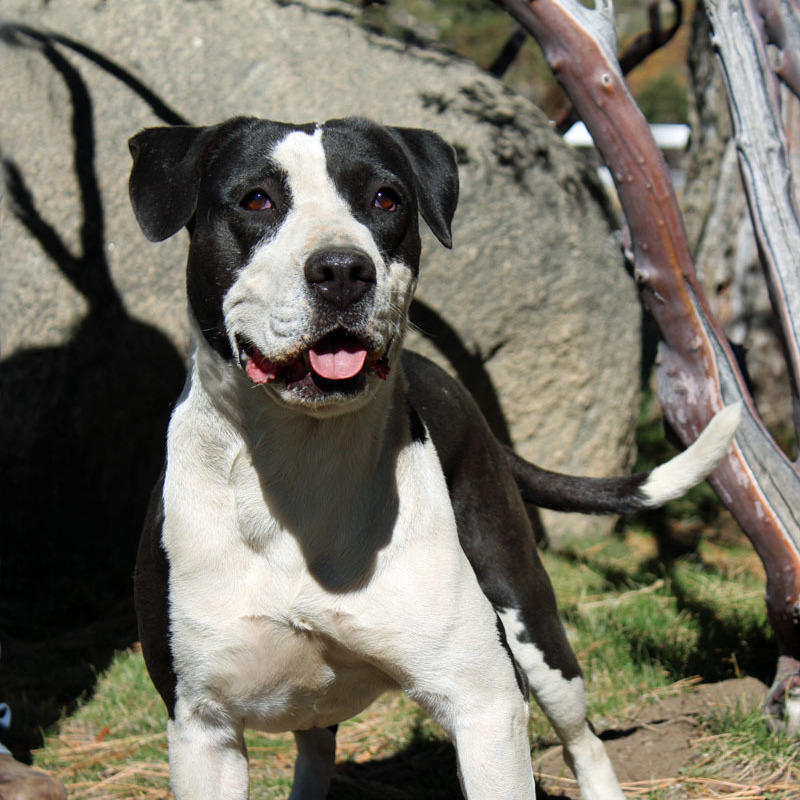 Lola, an adoptable Terrier, Hound in Mountain Center, CA, 92561 | Photo Image 1