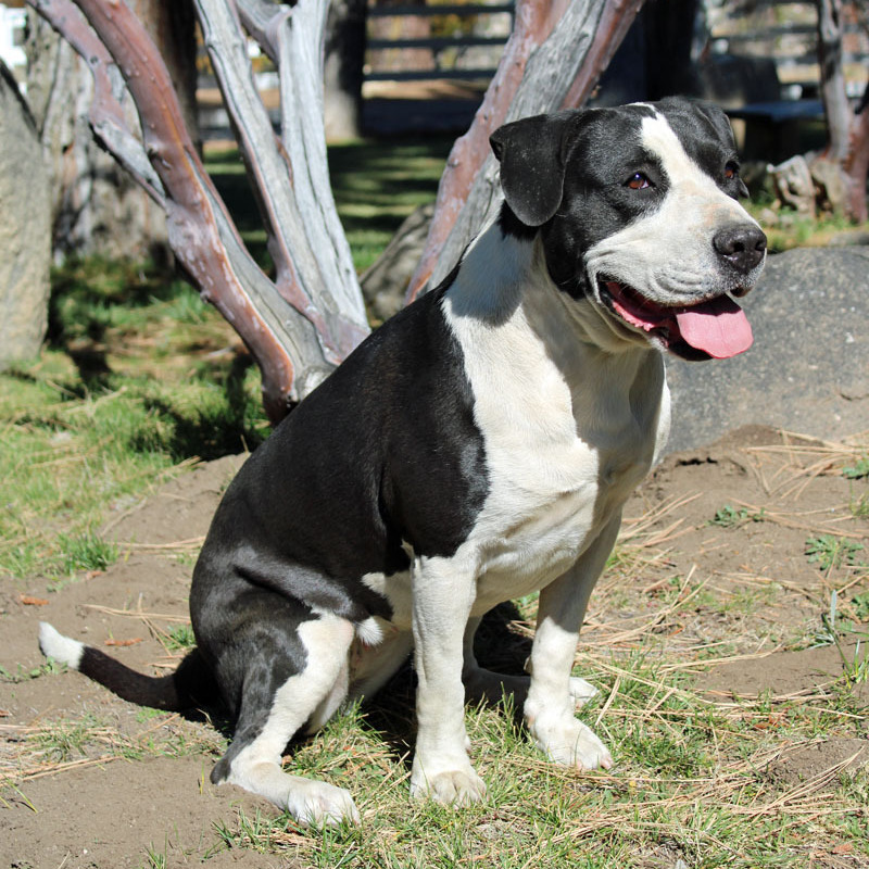 Lola, an adoptable Terrier, Hound in Mountain Center, CA, 92561 | Photo Image 2