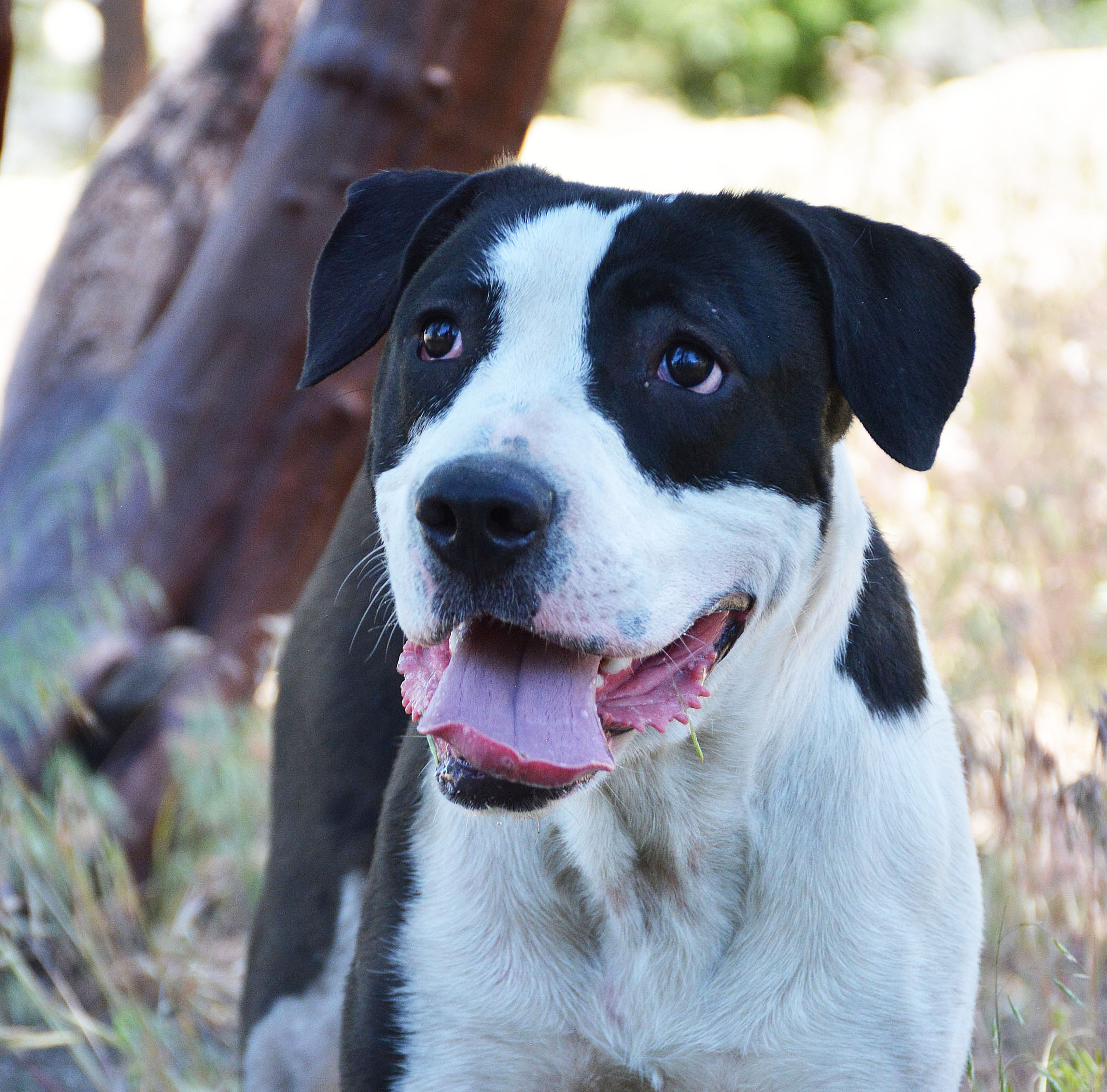 Lola, an adoptable Terrier, Hound in Mountain Center, CA, 92561 | Photo Image 4