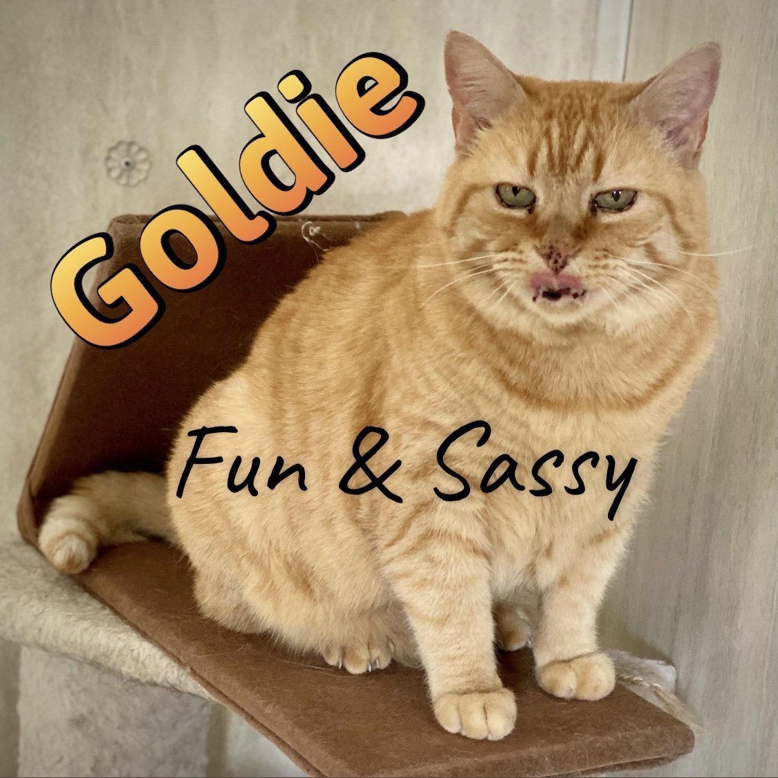 Goldie, an adoptable Domestic Short Hair, Tabby in Berkeley Springs, WV, 25411 | Photo Image 1
