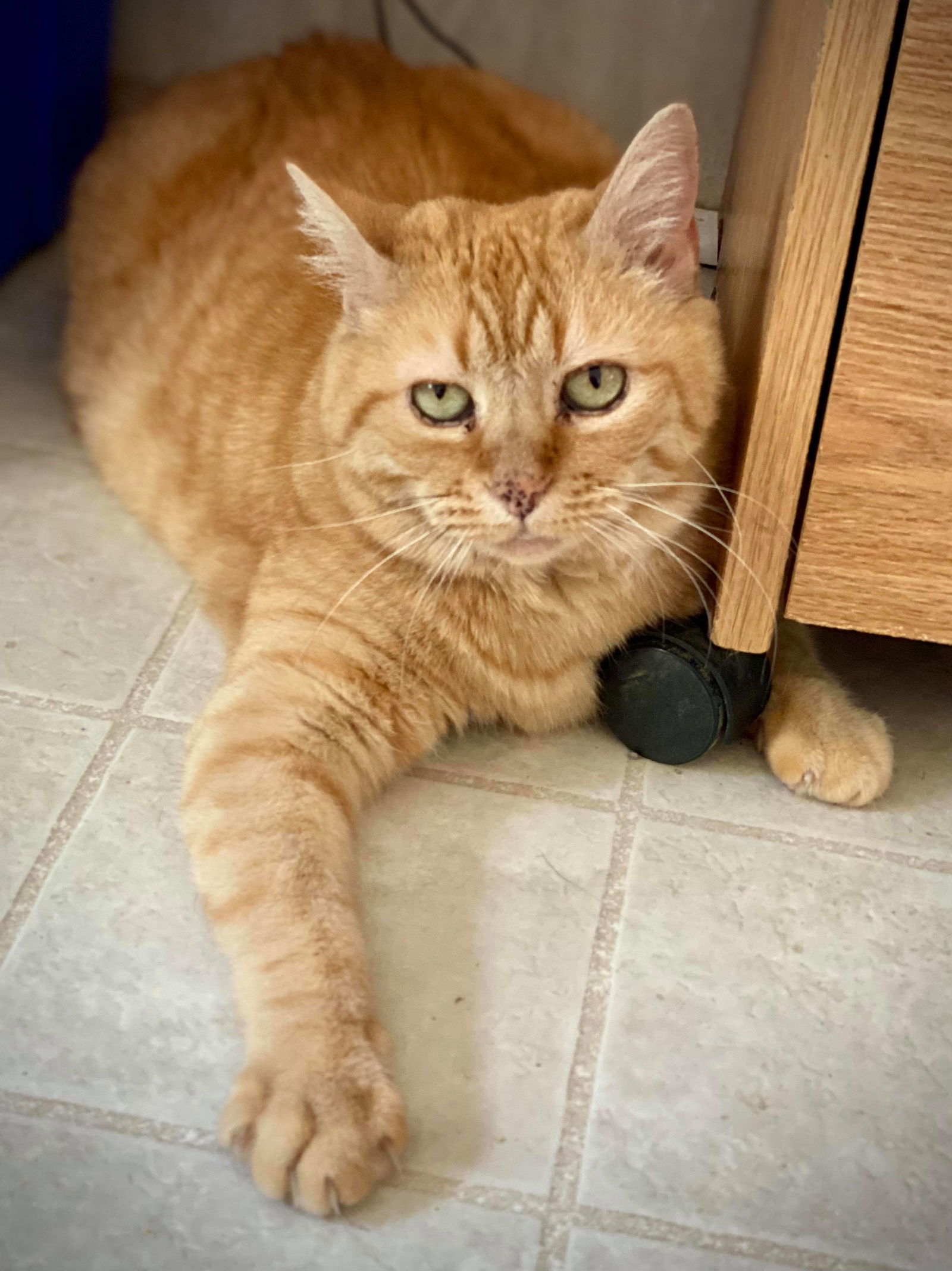 Goldie, an adoptable Domestic Short Hair, Tabby in Berkeley Springs, WV, 25411 | Photo Image 2