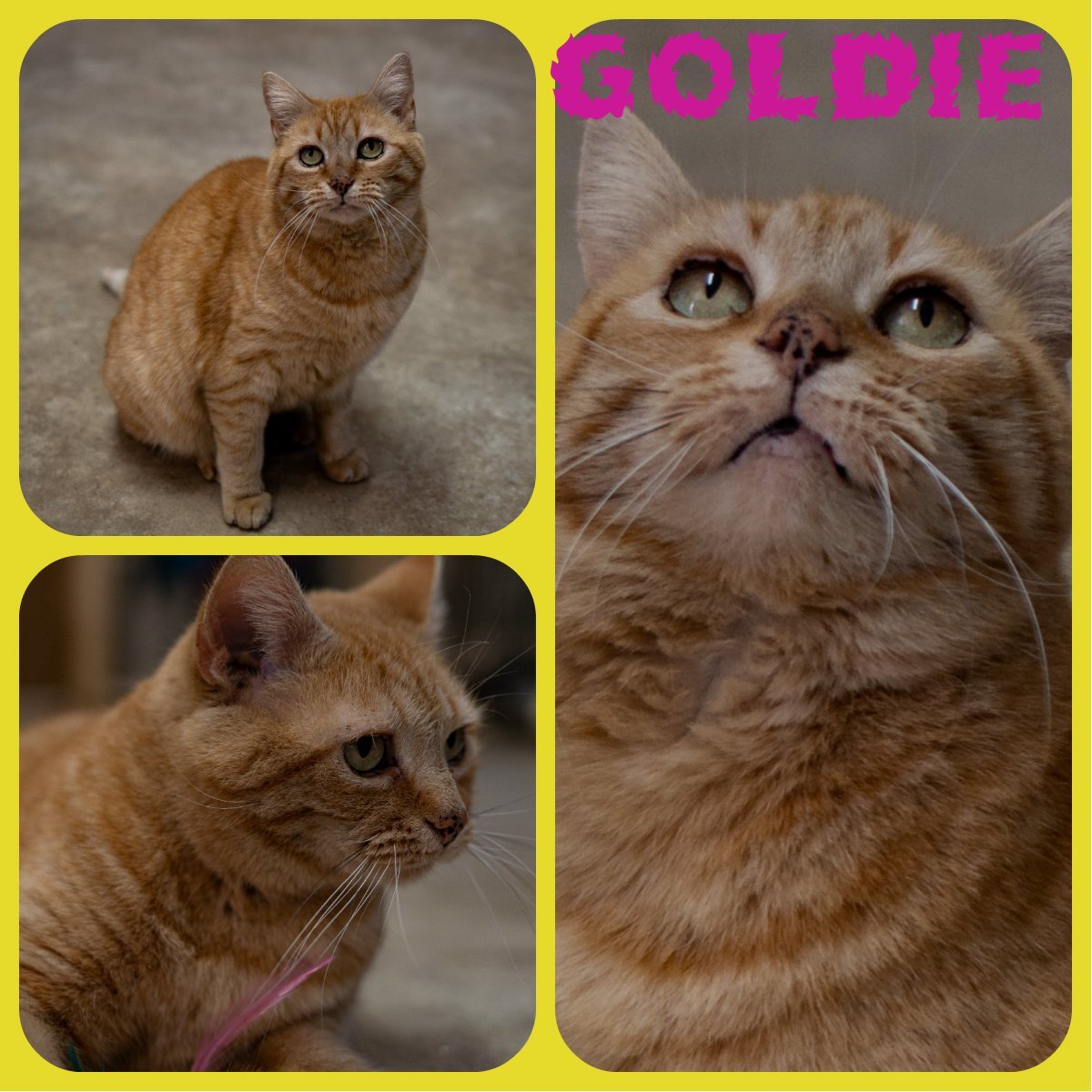 Goldie, an adoptable Domestic Short Hair, Tabby in Berkeley Springs, WV, 25411 | Photo Image 3