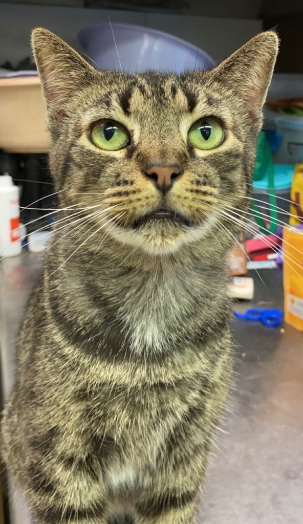 Frida, an adoptable Domestic Short Hair in Portland, IN, 47371 | Photo Image 1