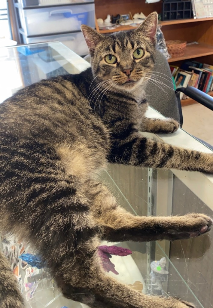 Frida, an adoptable Domestic Short Hair in Portland, IN, 47371 | Photo Image 1