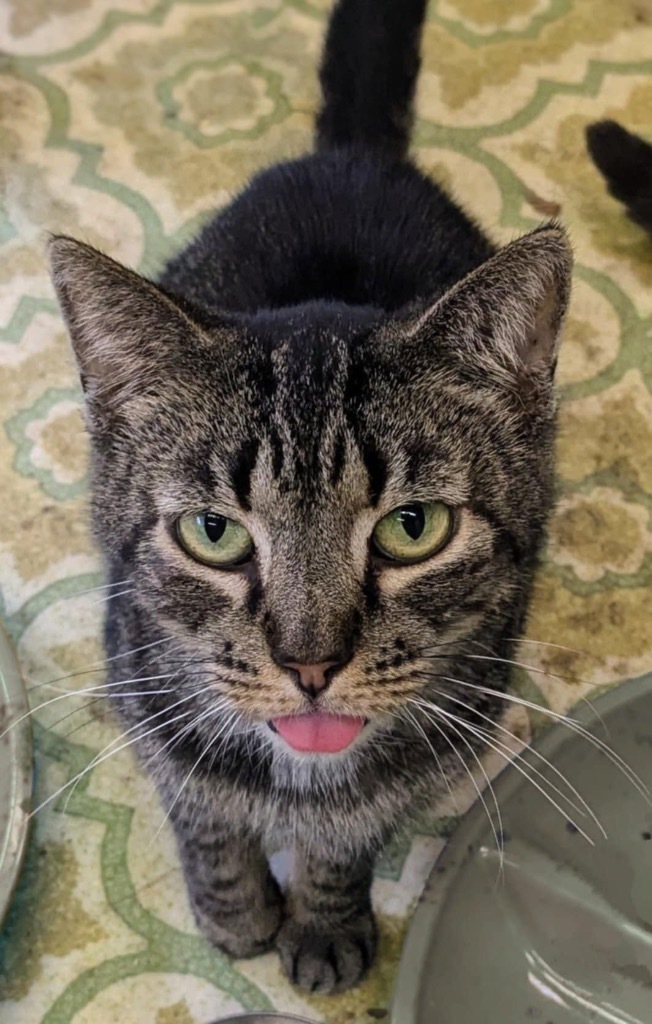 Frida, an adoptable Domestic Short Hair in Portland, IN, 47371 | Photo Image 1