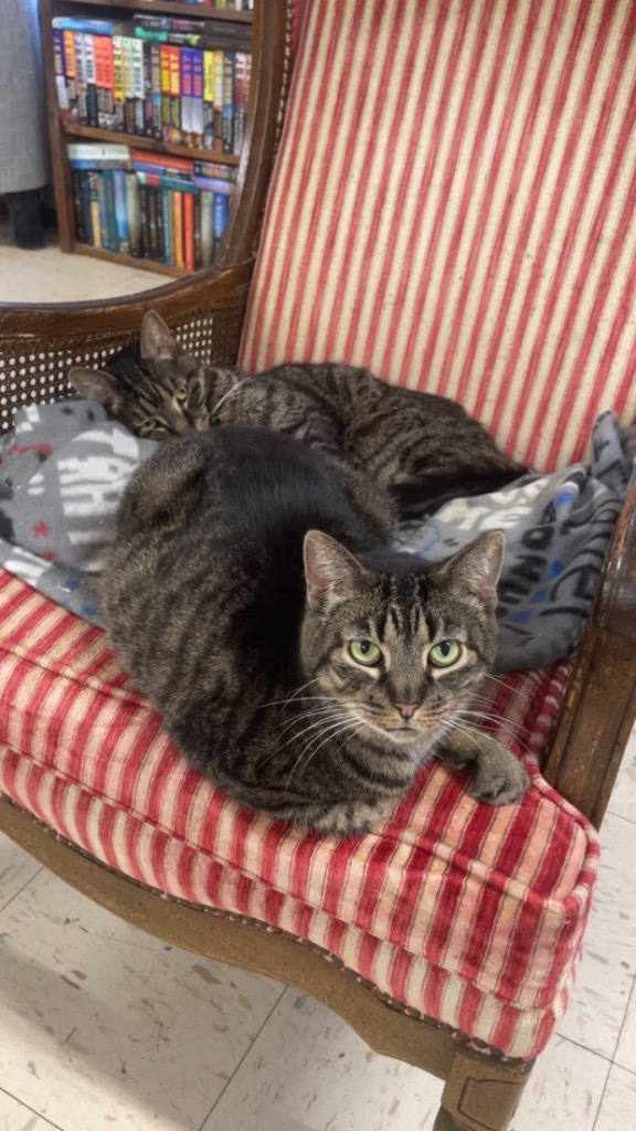 Frida, an adoptable Domestic Short Hair in Portland, IN, 47371 | Photo Image 1