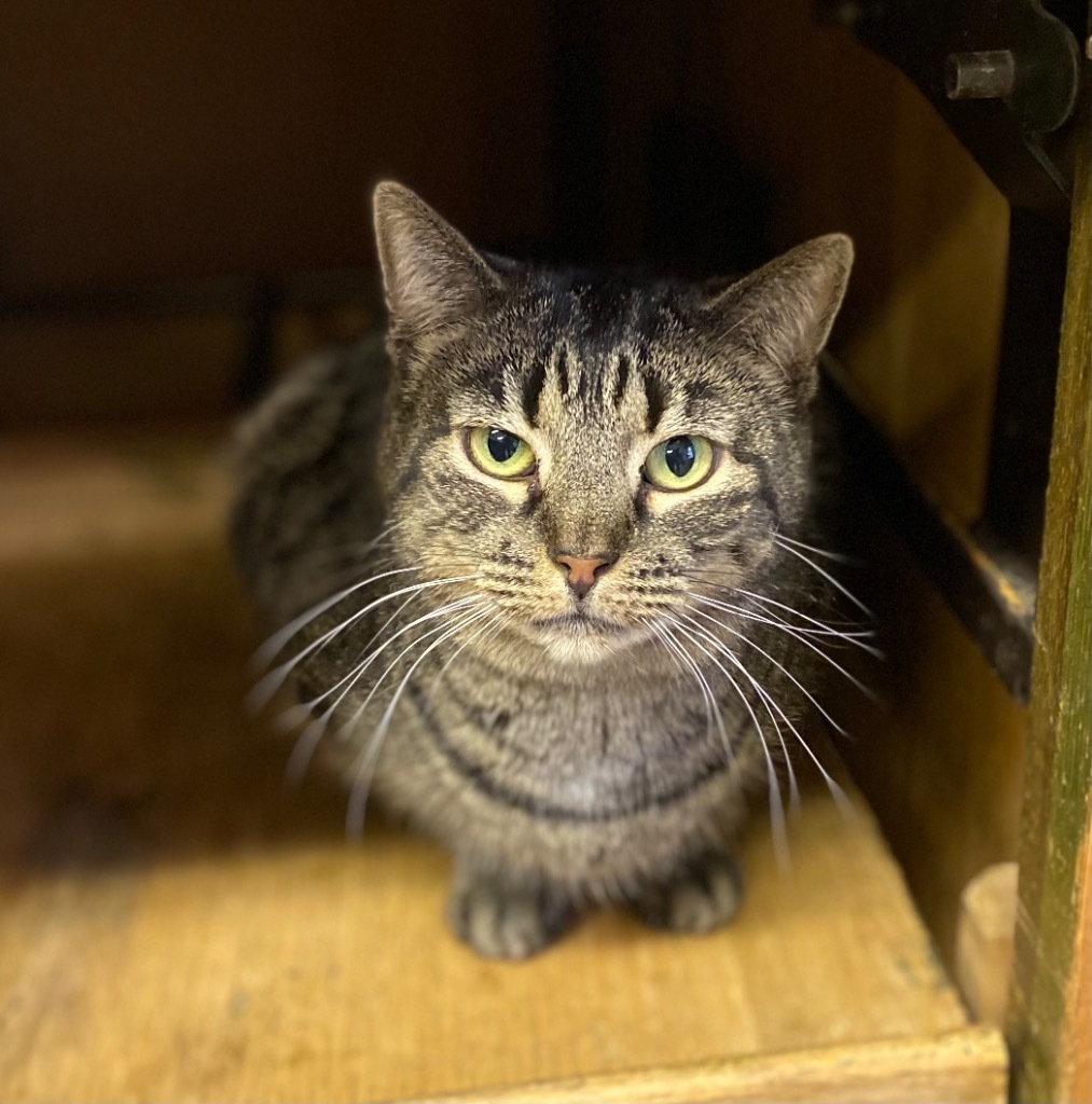 Frida, an adoptable Domestic Short Hair in Portland, IN, 47371 | Photo Image 2
