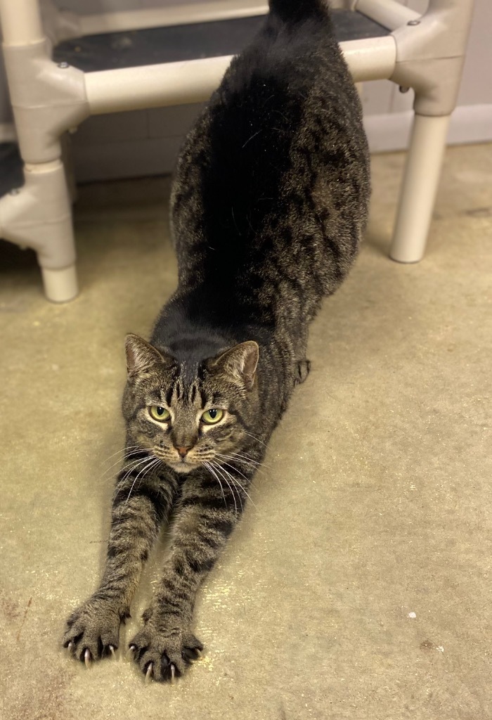 Frida, an adoptable Domestic Short Hair in Portland, IN, 47371 | Photo Image 2