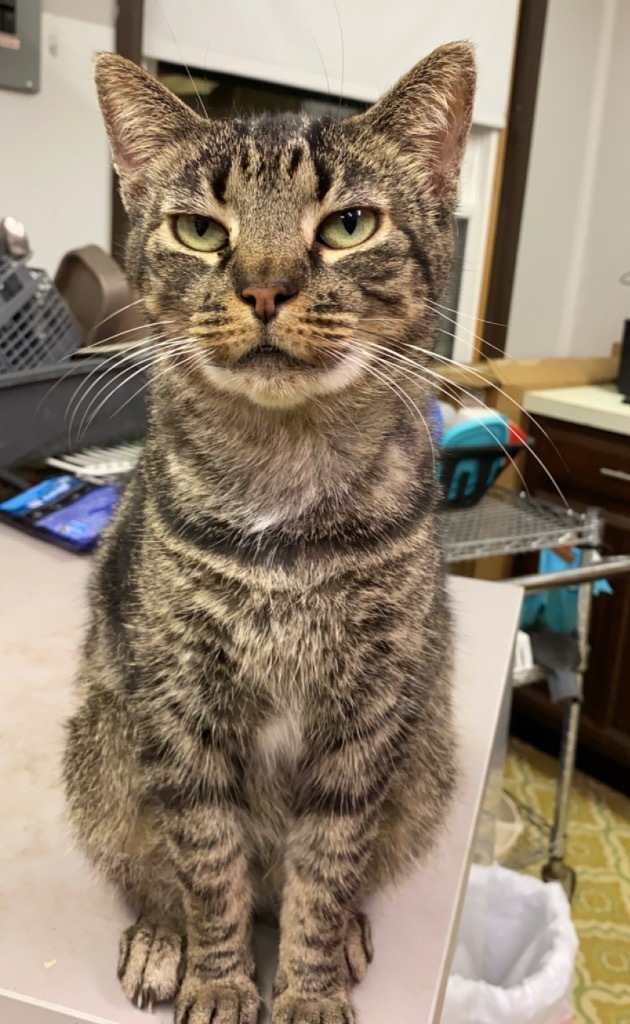 Frida, an adoptable Domestic Short Hair in Portland, IN, 47371 | Photo Image 3