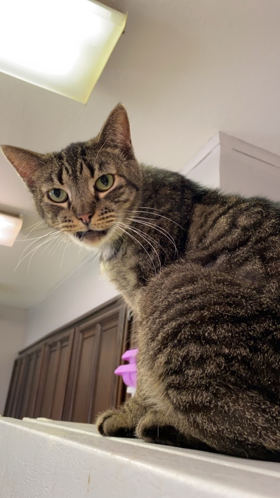 Frida, an adoptable Domestic Short Hair in Portland, IN, 47371 | Photo Image 4