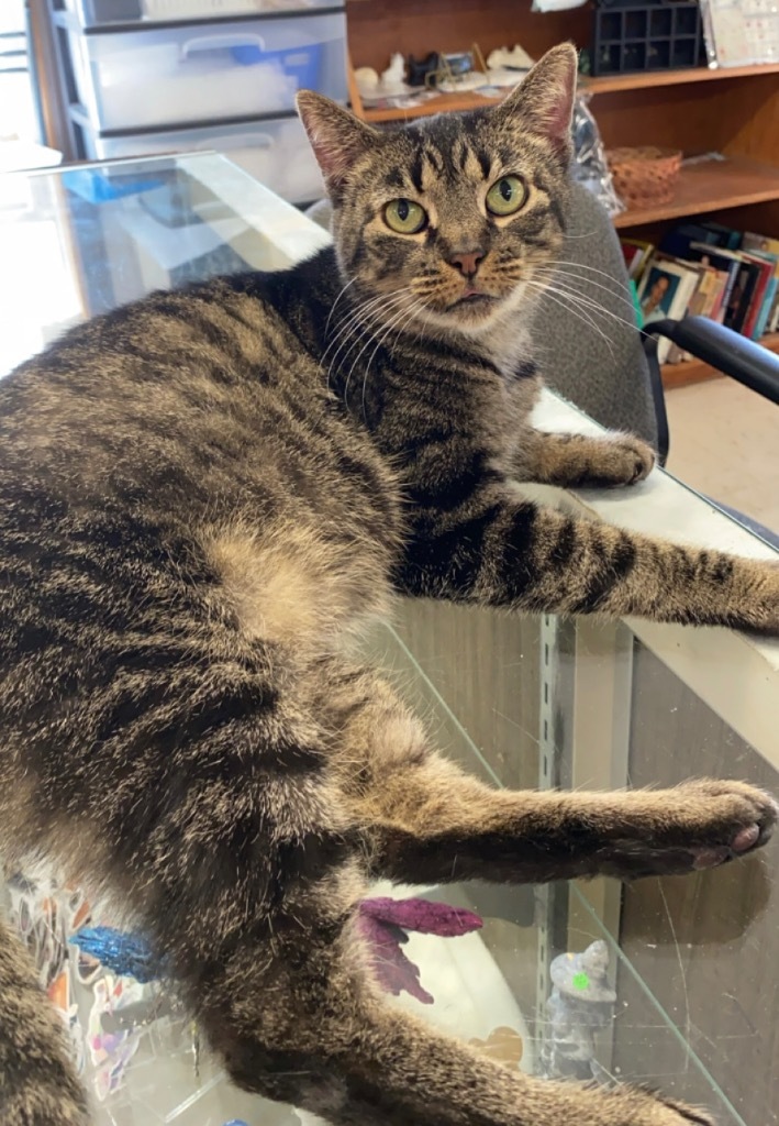 Frida, an adoptable Domestic Short Hair in Portland, IN, 47371 | Photo Image 4