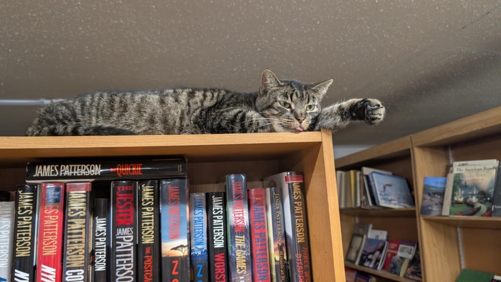 Frida, an adoptable Domestic Short Hair in Portland, IN, 47371 | Photo Image 5