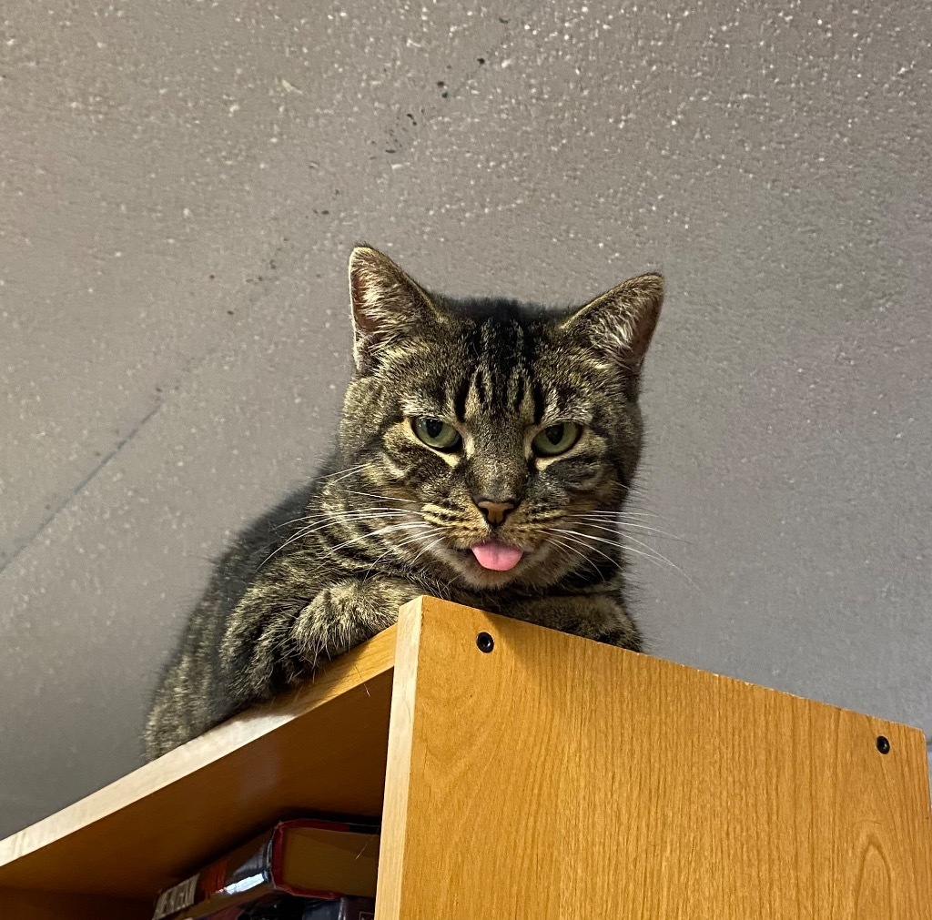 Frida, an adoptable Domestic Short Hair in Portland, IN, 47371 | Photo Image 6