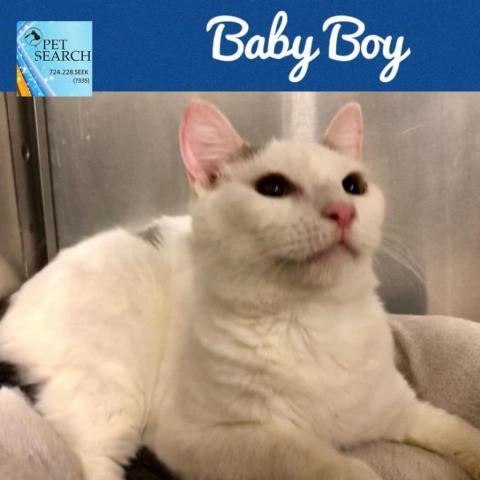 Baby Boy, an adoptable Domestic Short Hair in Washington, PA, 15301 | Photo Image 1