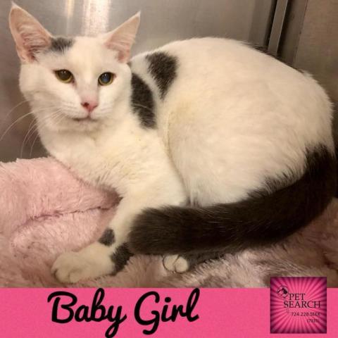 Baby Girl, an adoptable Domestic Short Hair in Washington, PA, 15301 | Photo Image 1