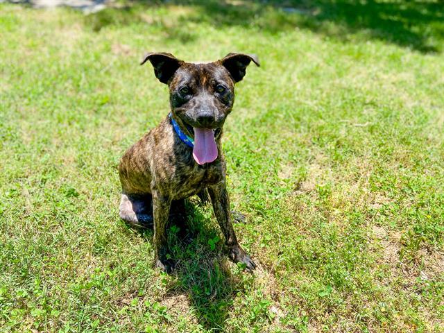 DEREK, an adoptable Pit Bull Terrier, Mixed Breed in Murfreesboro, TN, 37130 | Photo Image 1