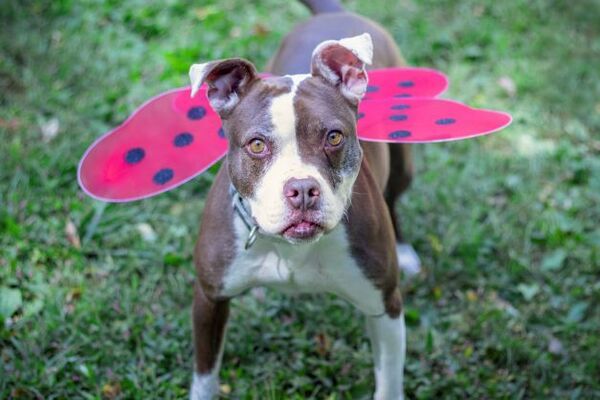 Gypsy, an adoptable Pit Bull Terrier in Versailles, KY, 40383 | Photo Image 1