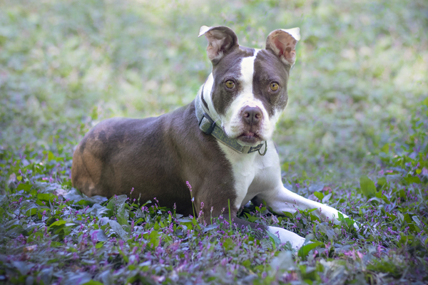 Gypsy, an adoptable Pit Bull Terrier in Versailles, KY, 40383 | Photo Image 2