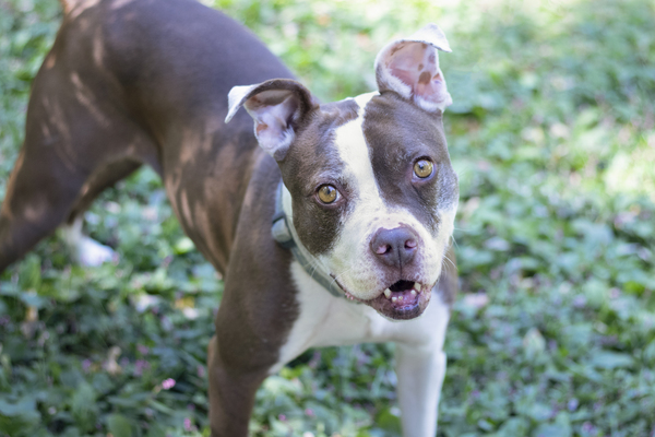 Gypsy, an adoptable Pit Bull Terrier in Versailles, KY, 40383 | Photo Image 3