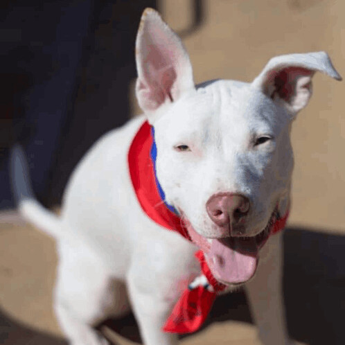 Owen, an adoptable Pit Bull Terrier in Lubbock, TX, 79423 | Photo Image 1