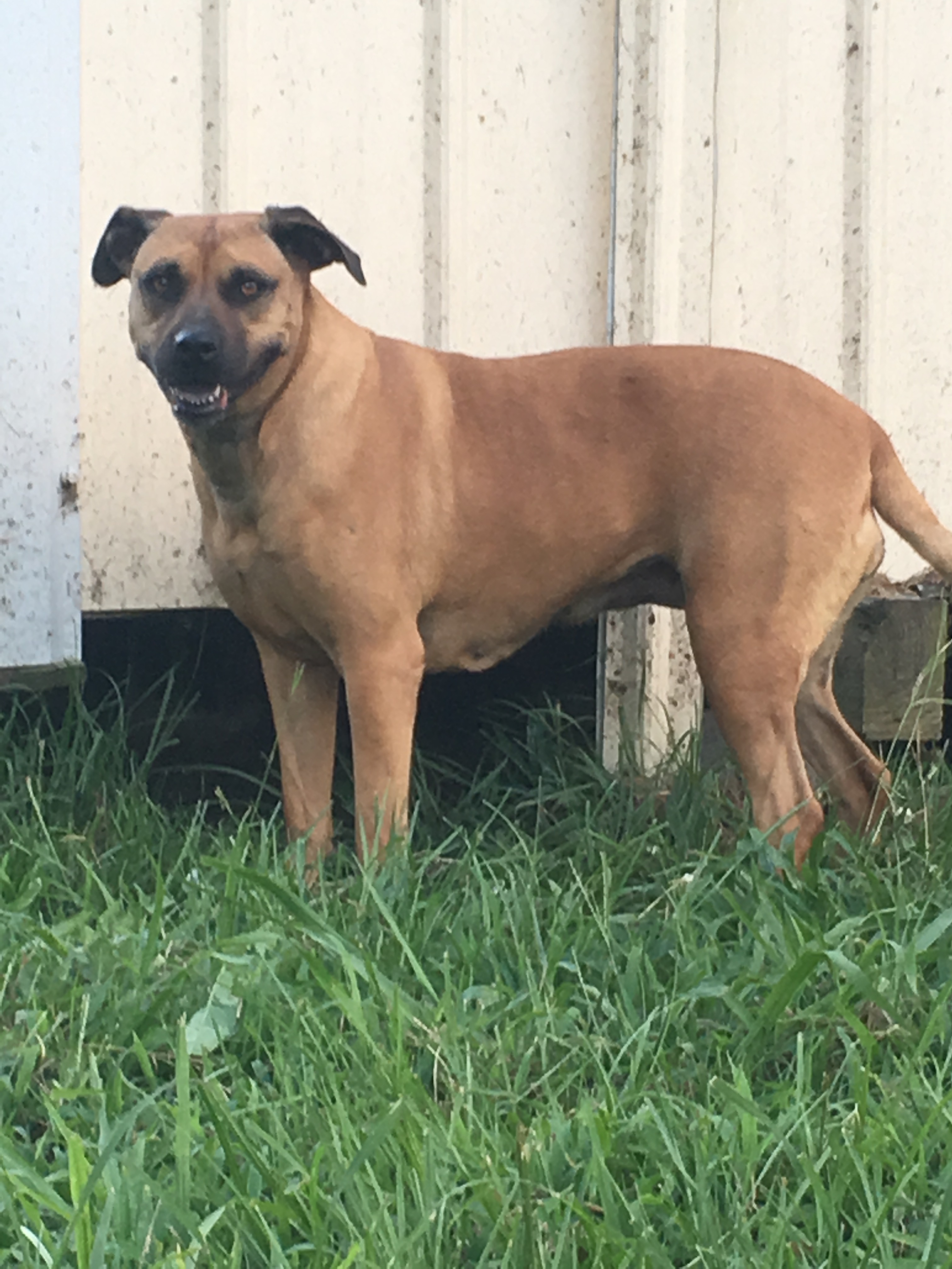 Rhodesian ridgeback deals mixed with boxer