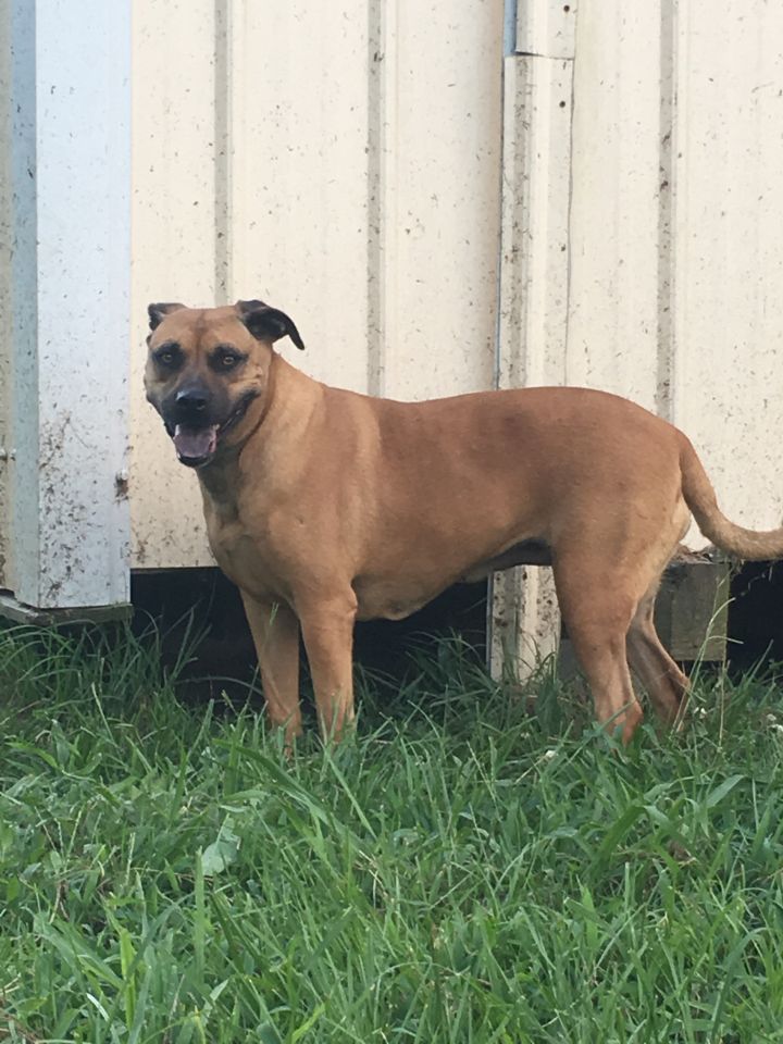 Rhodesian ridgeback store boxer mix puppy