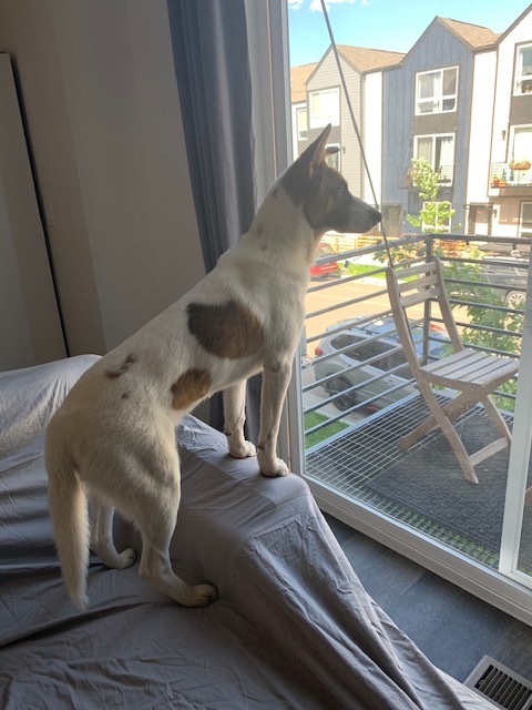 Dog For Adoption Phil A Saint Bernard Australian Shepherd Mix In Littleton Co Petfinder