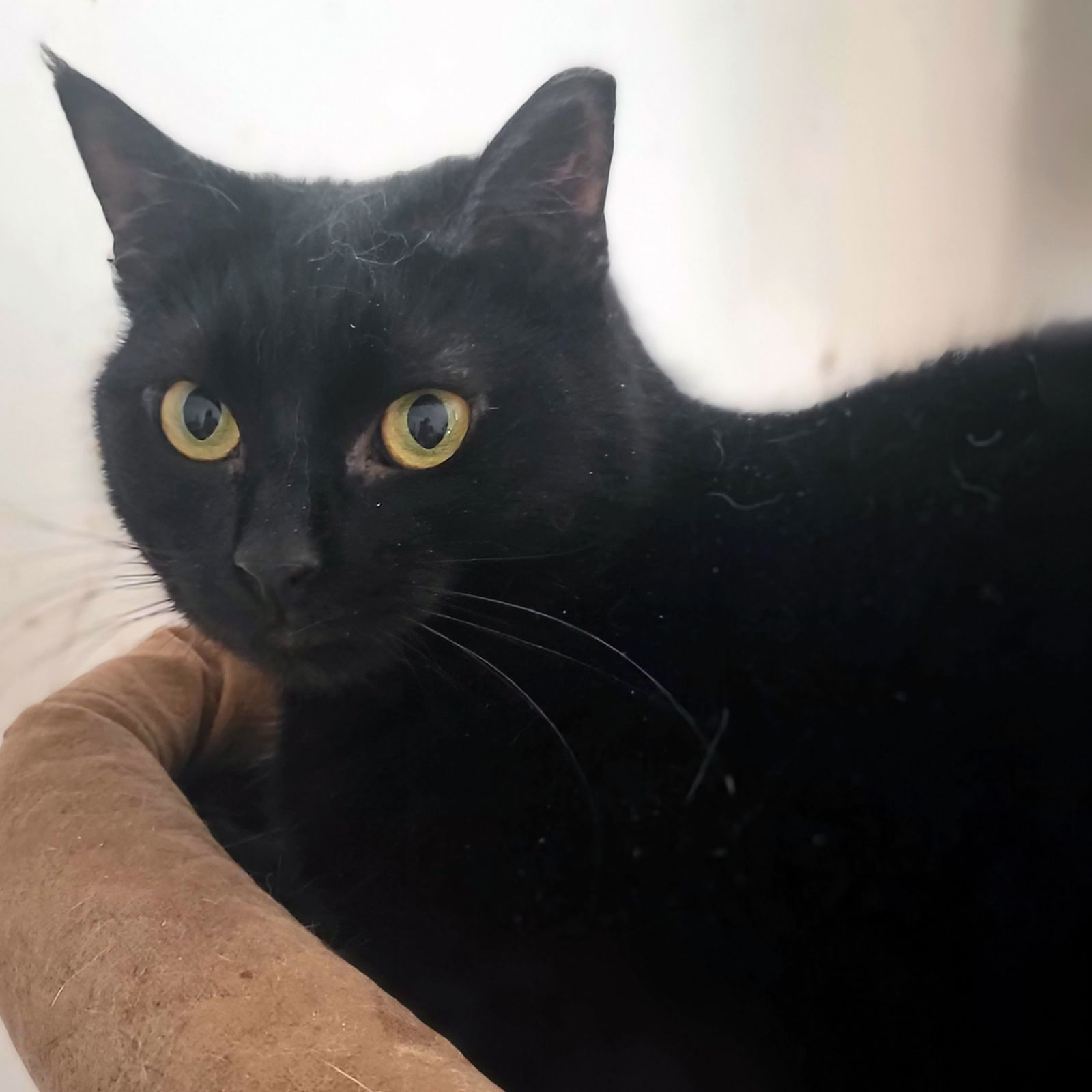 Kenzie, an adoptable Domestic Short Hair in Philadelphia, PA, 19111 | Photo Image 1