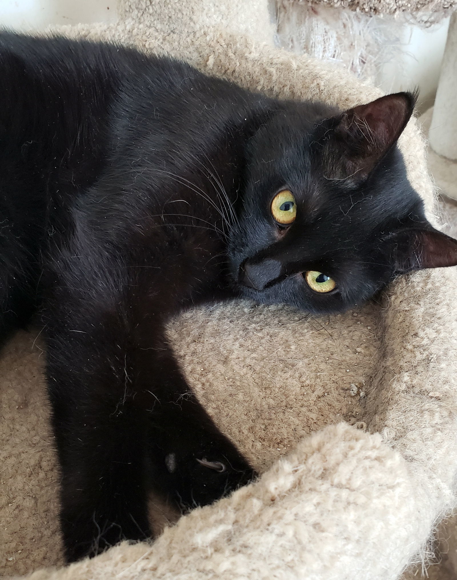 Kenzie, an adoptable Domestic Short Hair in Philadelphia, PA, 19111 | Photo Image 2