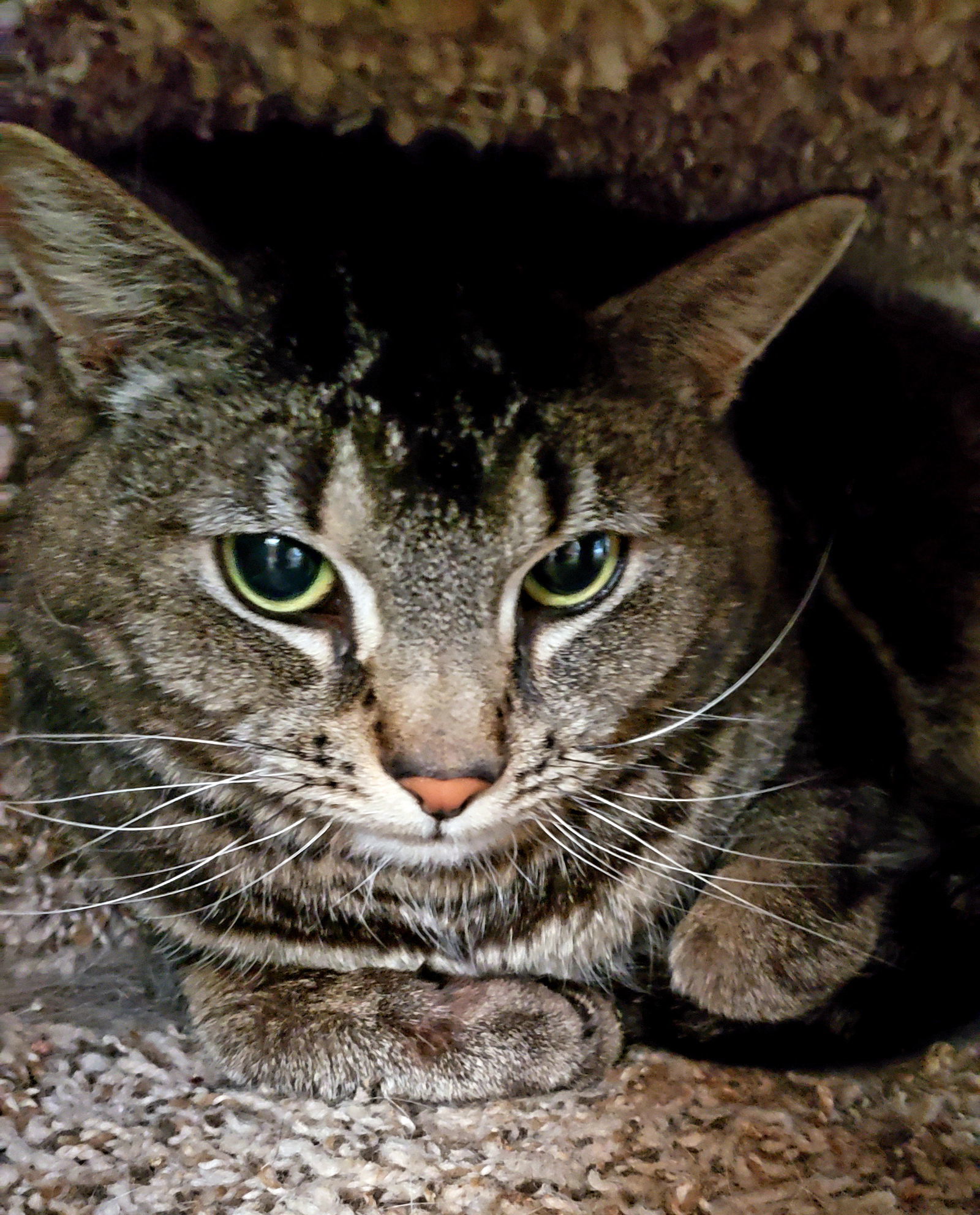 Scarlett, an adoptable Domestic Short Hair in Philadelphia, PA, 19111 | Photo Image 1