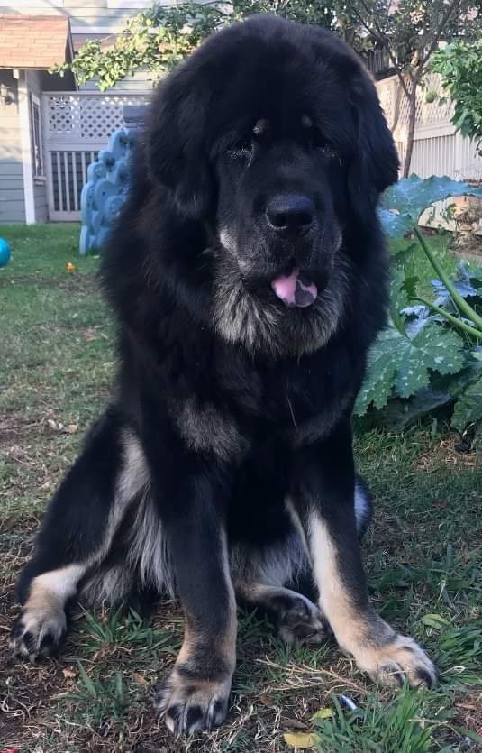 Dog For Adoption Leia A Tibetan Mastiff In Pacific Palisades Ca Petfinder