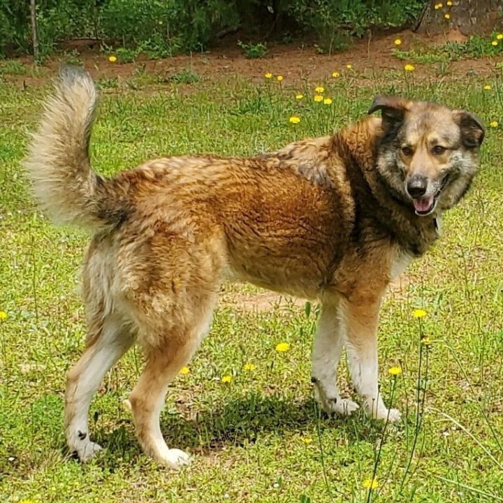 Dog For Adoption Zoe A German Shepherd Dog Great Pyrenees Mix In Newnan Ga Petfinder