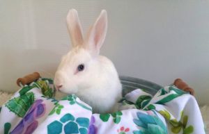 Are you looking for a cute companion to brighten up your days Then look no further than Brighton th