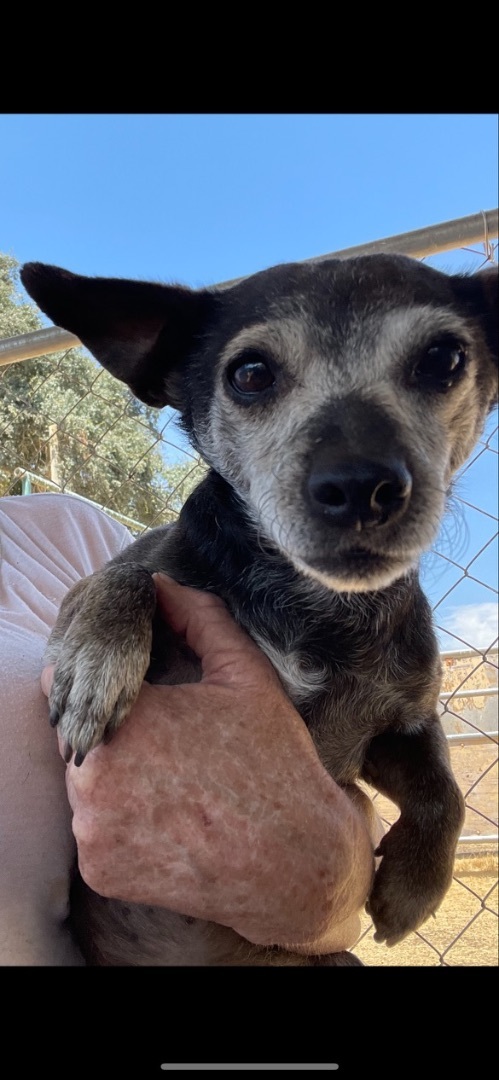 Licorice, an adoptable Chiweenie, Terrier in Fresno, CA, 93720 | Photo Image 3