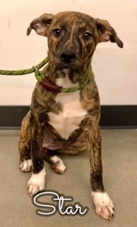 Star, an adoptable Labrador Retriever, Weimaraner in Tulsa, OK, 74108 | Photo Image 1