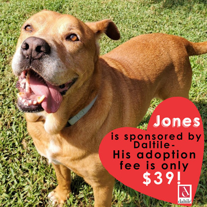S/C Jones, an adoptable Terrier in North Miami Beach, FL, 33160 | Photo Image 1