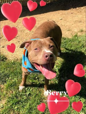 Berry - update! Adopted!