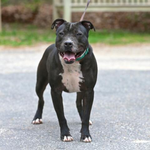 Monica, an adoptable Terrier in East Hampton, NY, 11937 | Photo Image 2
