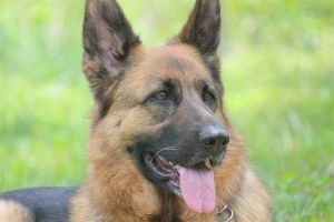 Pets For Adoption At Dreamcatcher German Shepherd Rescue Inc In Orlando Fl Petfinder