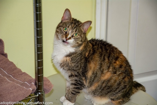 Angie, an adoptable Calico, Tabby in Bensalem, PA, 19020 | Photo Image 1