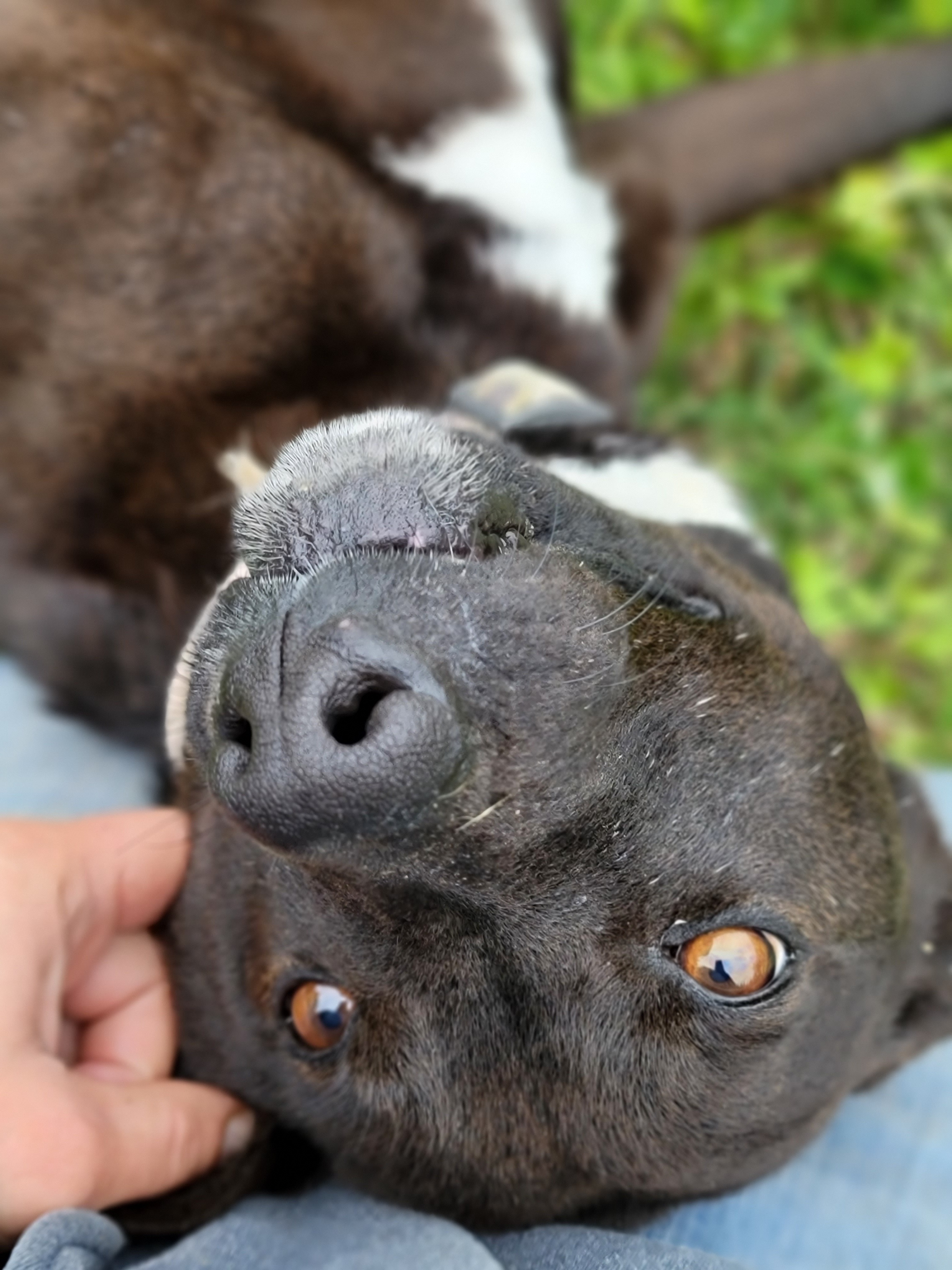 Vegas, an adoptable Pit Bull Terrier in Samson, AL, 36477 | Photo Image 5