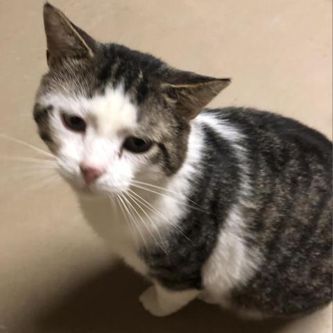 Merlin, an adoptable American Shorthair, Domestic Short Hair in SLIPPERY ROCK, PA, 16057 | Photo Image 2