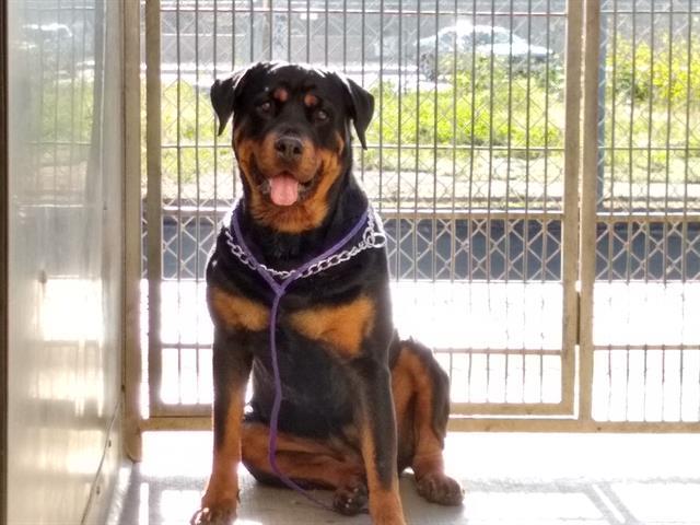 Kona, an adopted Rottweiler in Portland, OR_image-2