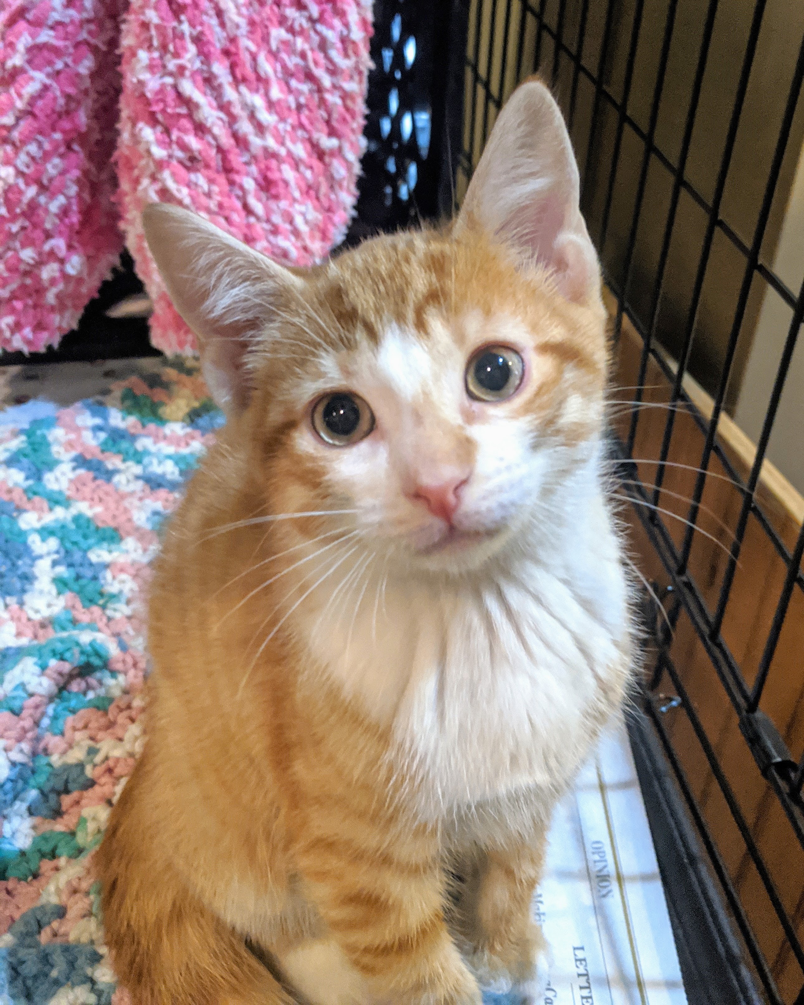 Lots of Kittens!, an adoptable Domestic Short Hair, Domestic Medium Hair in Delhi, NY, 13753 | Photo Image 3