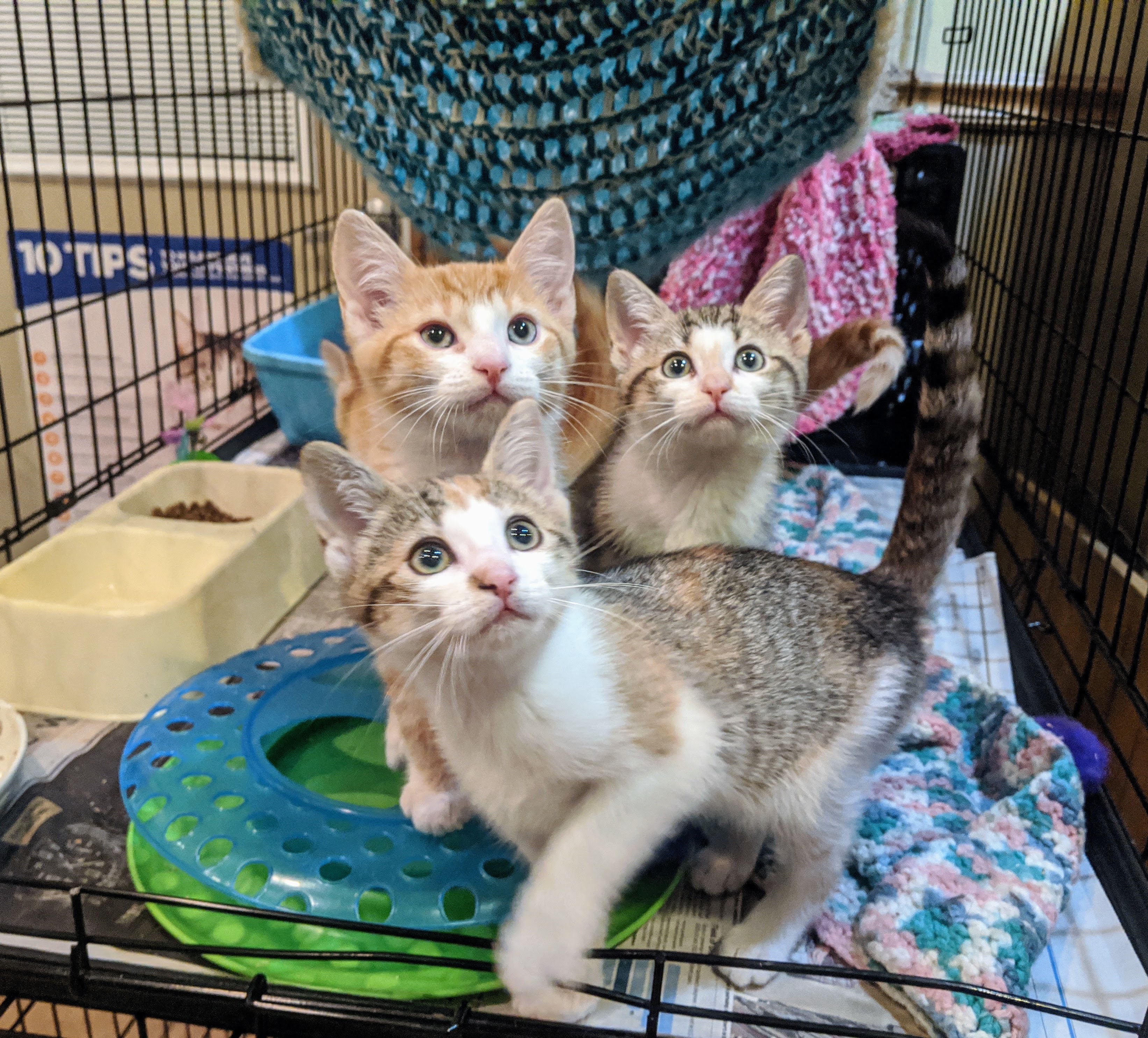 Lots of Kittens!, an adoptable Domestic Short Hair, Domestic Medium Hair in Delhi, NY, 13753 | Photo Image 1